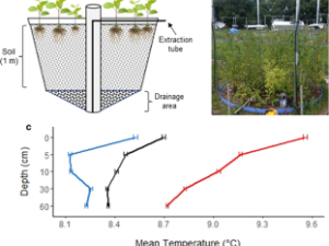 Soil Types Influence Forest Nutrient Loss Under Climate Change