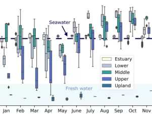 Freshwater Flows: A Critical Factor in Salt Marsh Health