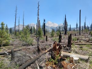 Fire Management in Yosemite: Breathing Life into Water Security and Wildfire Defense